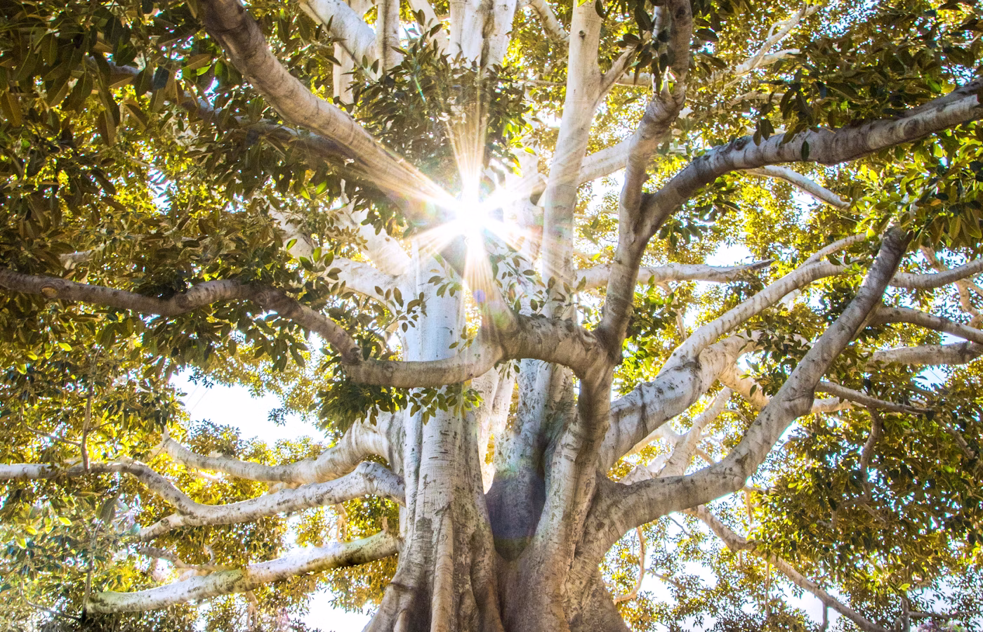 Внутренняя опора для основателя